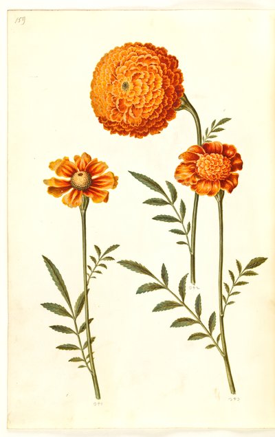 Tagetes patula de Hans Simon Holtzbecker