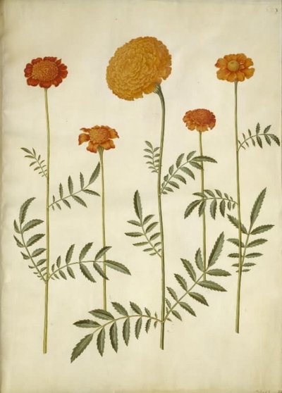 Tagetes patula (flor de terciopelo extendida); Tagetes erecta (flor de terciopelo erguida) de Hans Simon Holtzbecker