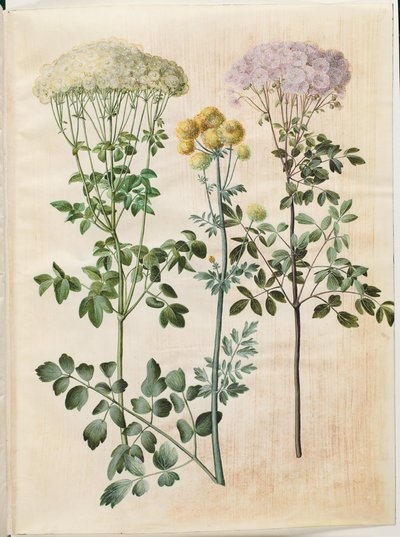 Thalictrum aquilegiifolium (akeleje-frøstjerne); Thalictrum flavum (gul frøstjerne) de Hans Simon Holtzbecker
