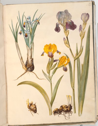 Iris persica; Iris variegata; Iris ×sambucina de Hans Simon Holtzbecker
