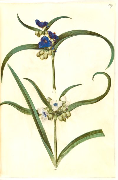 Tradescantia virginiana o Tradescantia ohiensis (?) (flor judía) de Hans Simon Holtzbecker