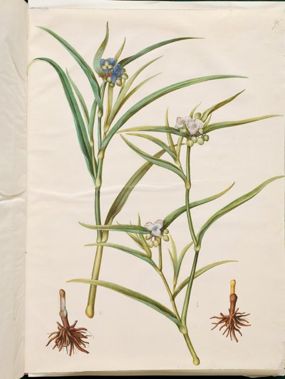 Tradescantia virginiana o Tradescantia ohiensis de Hans Simon Holtzbecker