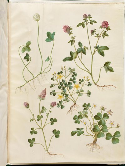 Trifolium repens; Trifolium pratense; Oxalis corniculata; Trifolium incarnatum; Oxalis acetosella de Hans Simon Holtzbecker