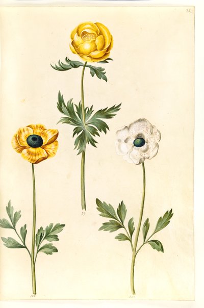 Trollius europaeus (globo de oro europeo); Ranunculus asiaticus (ranúnculo de jardín) de Hans Simon Holtzbecker