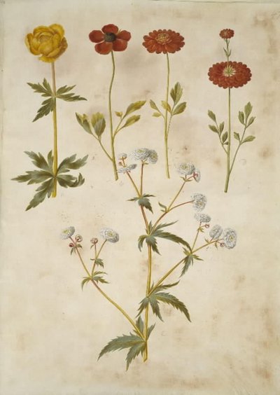 Trollius europaeus (botón de oro europeo); Ranunculus asiaticus (ranúnculo de jardín); Ranunculus aconitifolius (ranúnculo de botón de plata) de Hans Simon Holtzbecker