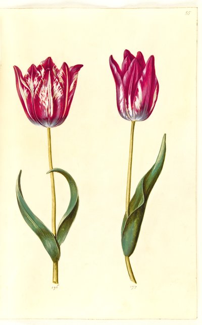 Tulipa gesneriana (tulipán de jardín) de Hans Simon Holtzbecker
