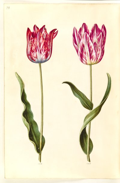 Tulipa gesneriana (tulipán de jardín) de Hans Simon Holtzbecker