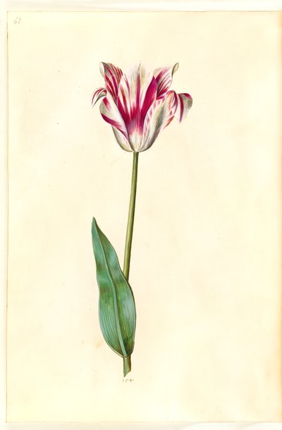 Tulipa gesneriana (tulipán de jardín) de Hans Simon Holtzbecker
