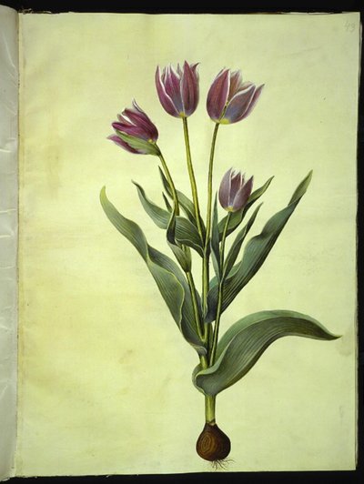 Tulipa gesneriana (tulipán de jardín) de Hans Simon Holtzbecker