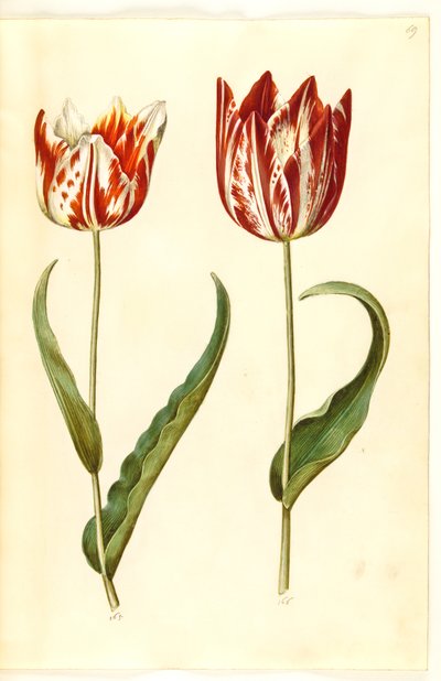 Tulipa gesneriana de Hans Simon Holtzbecker