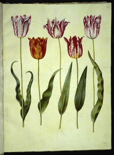 Tulipa gesneriana (tulipán de jardín) de Hans Simon Holtzbecker