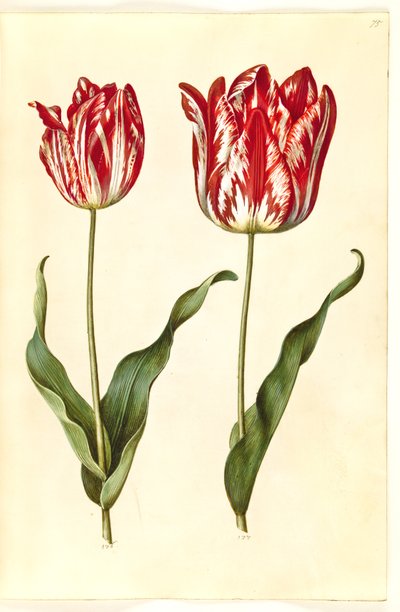 Tulipa gesneriana (tulipán de jardín) de Hans Simon Holtzbecker