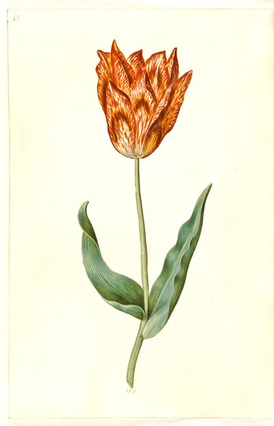 Tulipa gesneriana (tulipán de jardín) de Hans Simon Holtzbecker