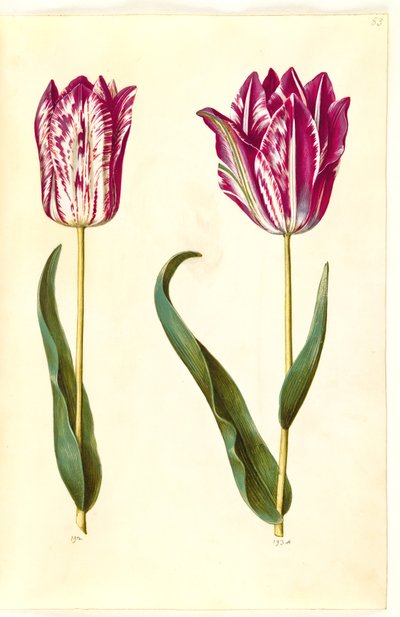 Tulipa gesneriana (tulipán de jardín) de Hans Simon Holtzbecker