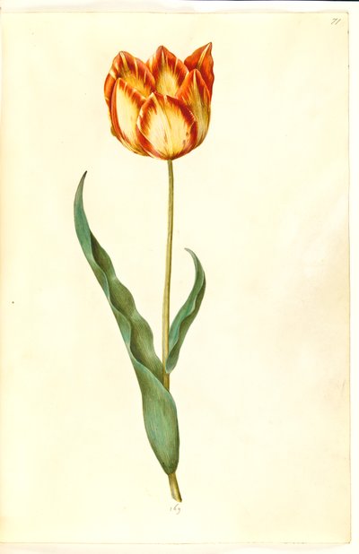 Tulipa gesneriana (tulipán de jardín) de Hans Simon Holtzbecker
