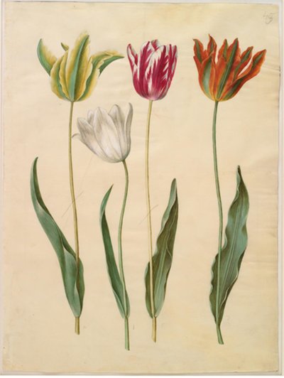 Tulipa gesneriana (tulipán de jardín) de Hans Simon Holtzbecker