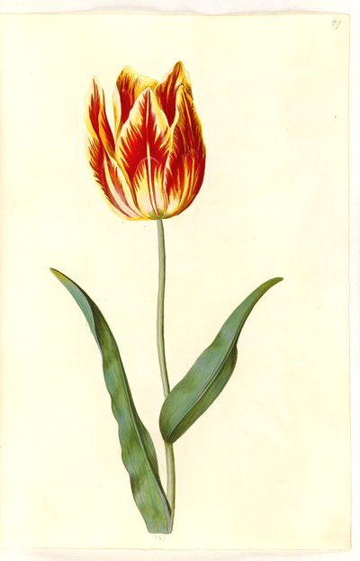 Tulipa gesneriana (tulipán de jardín) de Hans Simon Holtzbecker