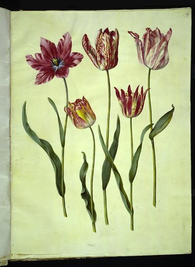 Tulipa gesneriana (tulipán de jardín) de Hans Simon Holtzbecker
