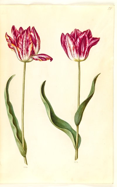 Tulipa gesneriana (tulipán de jardín) de Hans Simon Holtzbecker