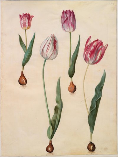 Tulipa gesneriana (tulipán de jardín) de Hans Simon Holtzbecker