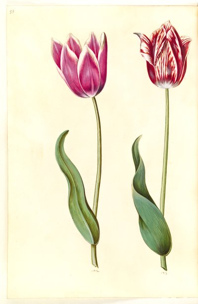 Tulipa gesneriana (tulipán de jardín) de Hans Simon Holtzbecker