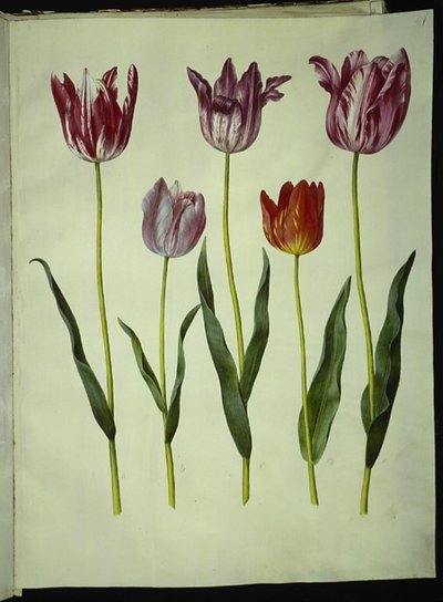 Tulipa gesneriana (tulipán de jardín) de Hans Simon Holtzbecker