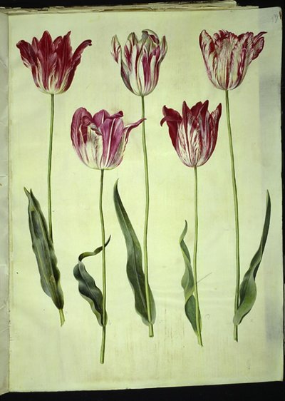Tulipa gesneriana (tulipán de jardín) de Hans Simon Holtzbecker