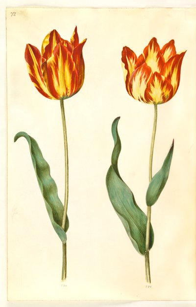 Tulipa gesneriana (tulipán de jardín) de Hans Simon Holtzbecker