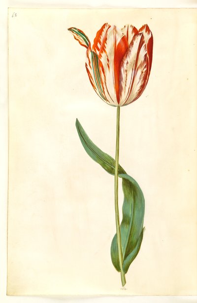 Tulipa gesneriana (tulipán de jardín) de Hans Simon Holtzbecker