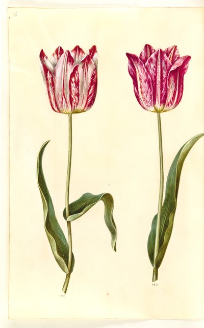 Tulipa gesneriana (tulipán de jardín) de Hans Simon Holtzbecker