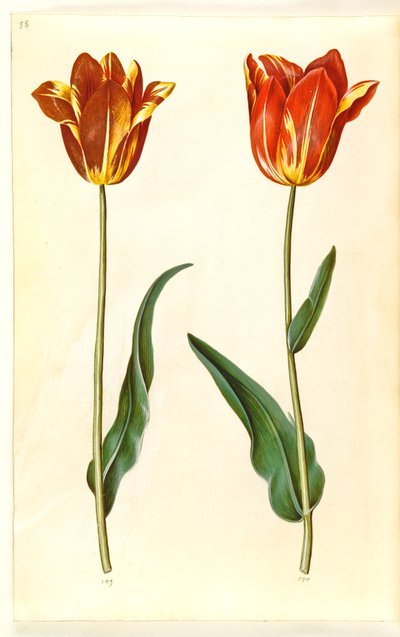 Tulipa gesneriana (tulipán de jardín) de Hans Simon Holtzbecker