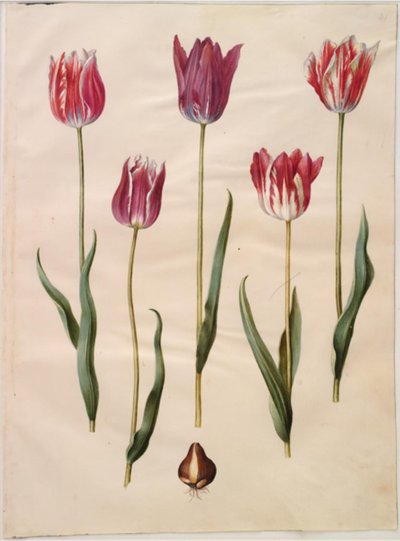 Tulipa gesneriana (tulipán de jardín) de Hans Simon Holtzbecker