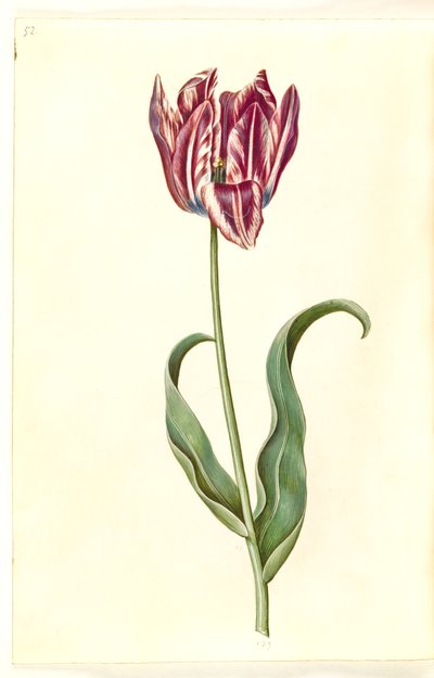 Tulipa gesneriana (tulipán de jardín) de Hans Simon Holtzbecker