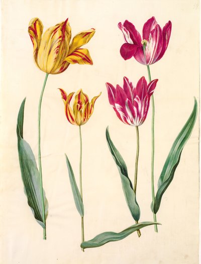 Tulipa gesneriana (tulipán de jardín) de Hans Simon Holtzbecker