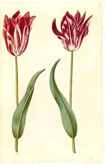 Tulipa gesneriana (tulipán de jardín) de Hans Simon Holtzbecker