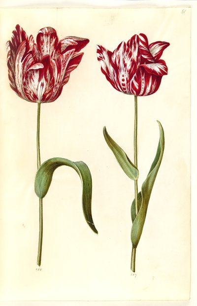 Tulipa gesneriana (tulipán de jardín) de Hans Simon Holtzbecker