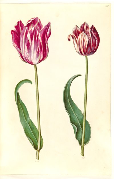 Tulipa gesneriana (tulipán de jardín) de Hans Simon Holtzbecker