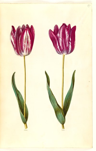 Tulipa gesneriana (tulipán de jardín) de Hans Simon Holtzbecker