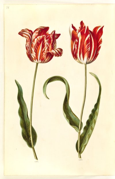 Tulipa gesneriana (tulipán de jardín) de Hans Simon Holtzbecker