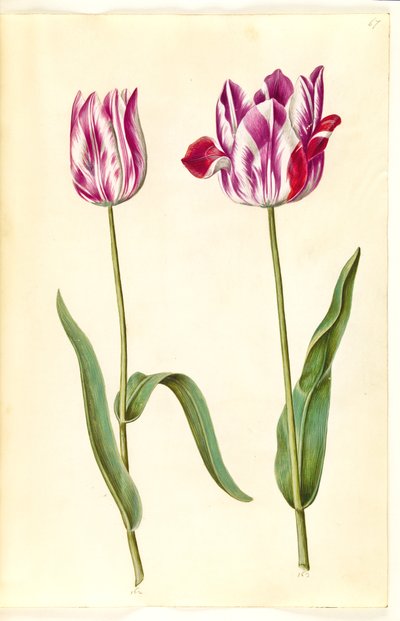 Tulipa gesneriana de Hans Simon Holtzbecker