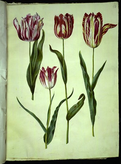 Tulipa gesneriana (tulipán de jardín) de Hans Simon Holtzbecker