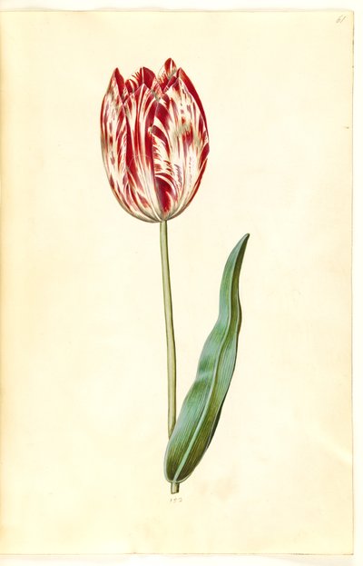 Tulipa gesneriana (tulipán de jardín) de Hans Simon Holtzbecker