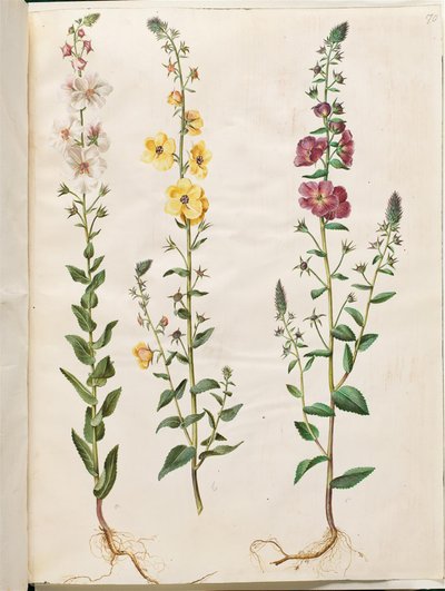 Verbascum blattaria (gordolobo de racimo); Verbascum phoeniceum (gordolobo púrpura) de Hans Simon Holtzbecker