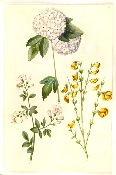 Viburnum opulus (bola de nieve común); Jasminum officinale (jazmín común); Cytisus scoparius (retama común) de Hans Simon Holtzbecker