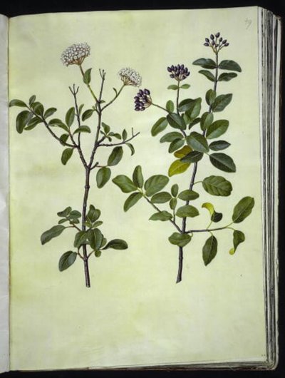 Viburnum tinus (bola de nieve de invierno) de Hans Simon Holtzbecker