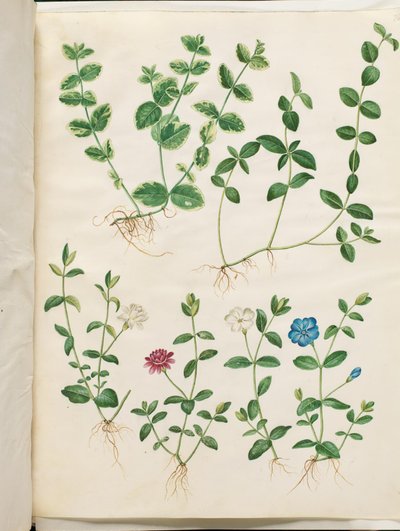 Vinca minor de Hans Simon Holtzbecker