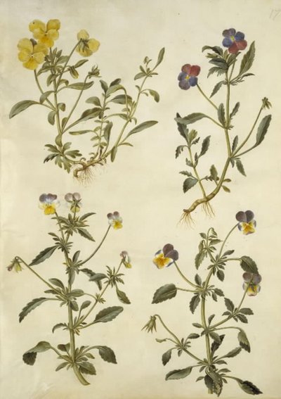 Viola cornuta (viola de cuerno); Viola tricolor (pensamiento común) de Hans Simon Holtzbecker