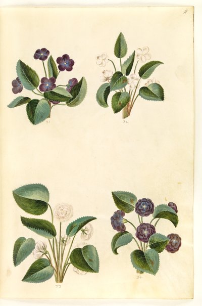 Viola odorata (violeta de marzo) de Hans Simon Holtzbecker