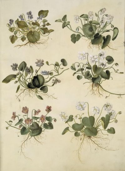 Viola odorata (violeta de marzo) de Hans Simon Holtzbecker
