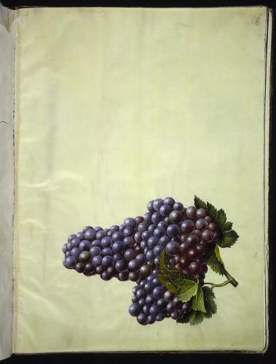 Vitis vinifera (vid común) de Hans Simon Holtzbecker